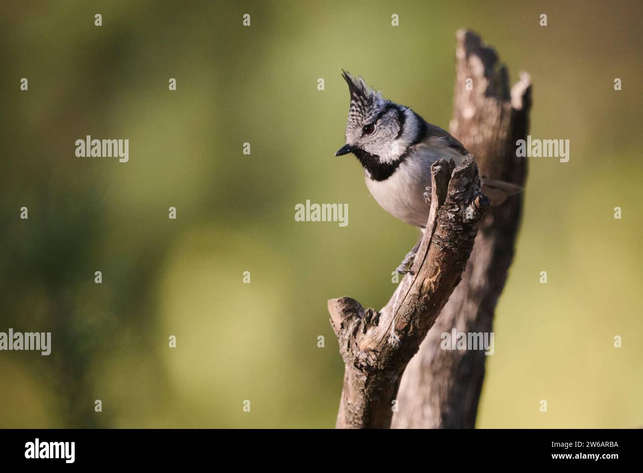 Ein Wappenvogel sitzt aufmerksam auf einem verwitterten Zweig, vor einem sanften grünen Hintergrund Stockfoto