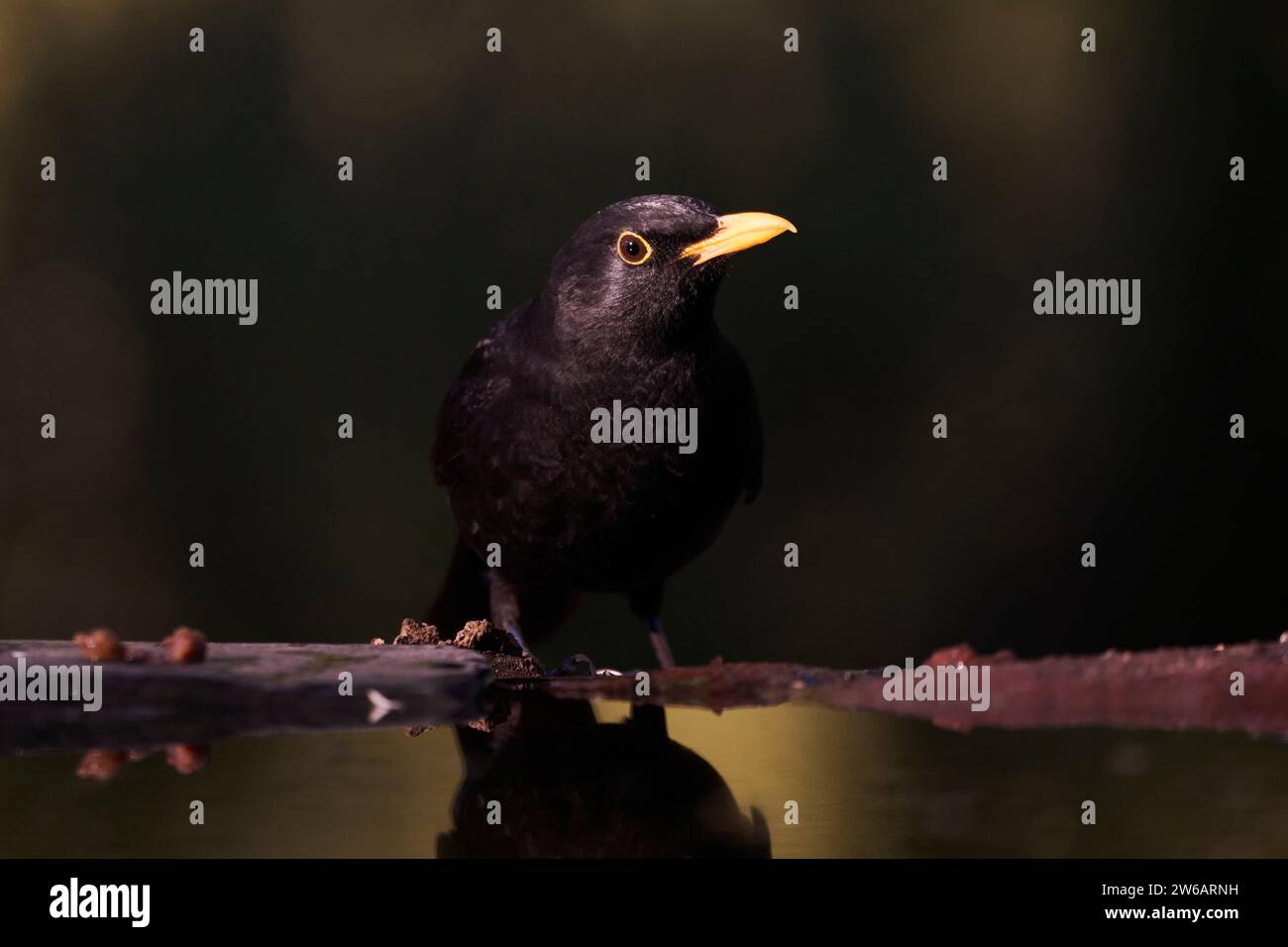 Eine einsame Amsel mit einem hellgelben Schnabel, elegant auf einem Ast vor einem weichen Hintergrund Stockfoto