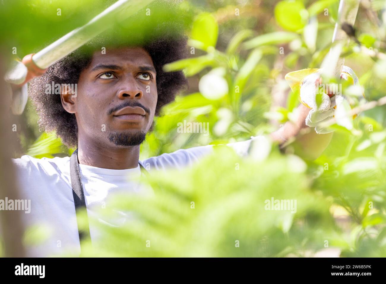 Nahaufnahme eines fokussierten jungen männlichen Agronomen mit Afro-Haarschnitt-Pflanze mit Haarschneider im Gewächshaus während des sonnigen Tages Stockfoto