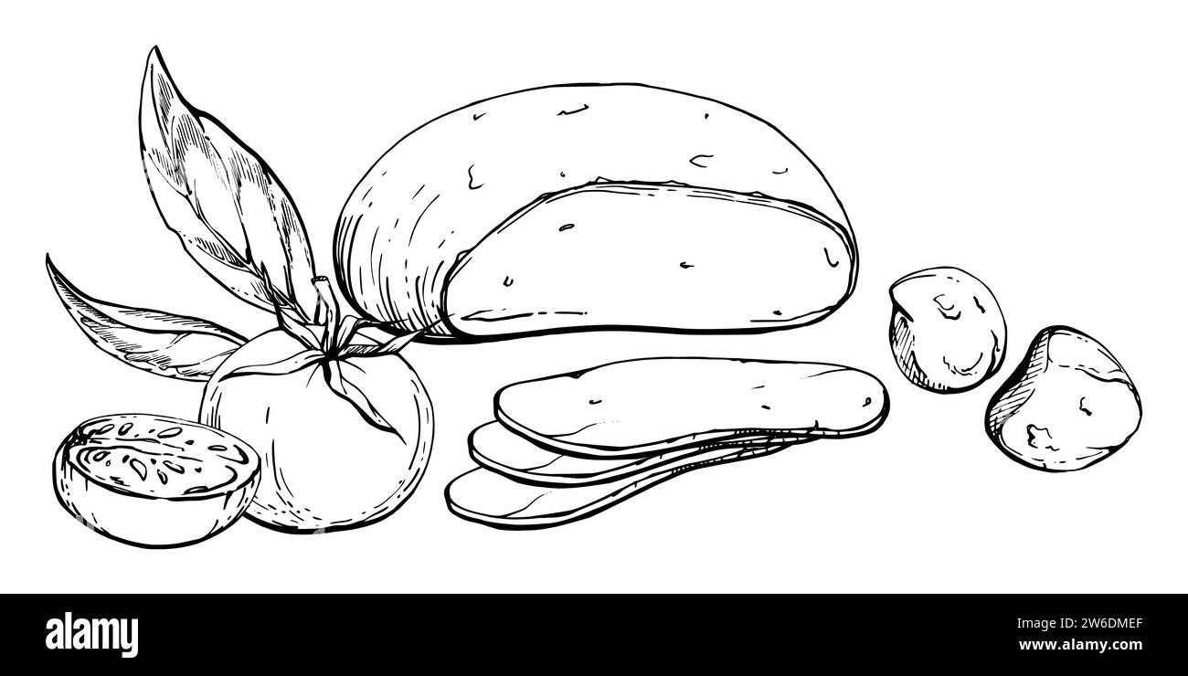 Handgezeichnete Vektortinte Illustration. Mozzarella Burrata Käse, Tomaten, Basilikum Oregano Kräuterblätter. Zusammensetzung isoliert auf weiß. Design für Restaurant Stock Vektor