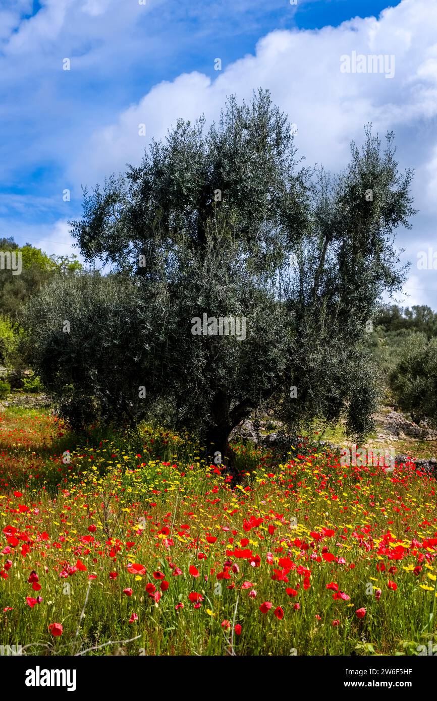 Olivenbaum in einem Obstgarten, umgeben von blühenden roten Mohnblumen (Papaveraceae). Stockfoto