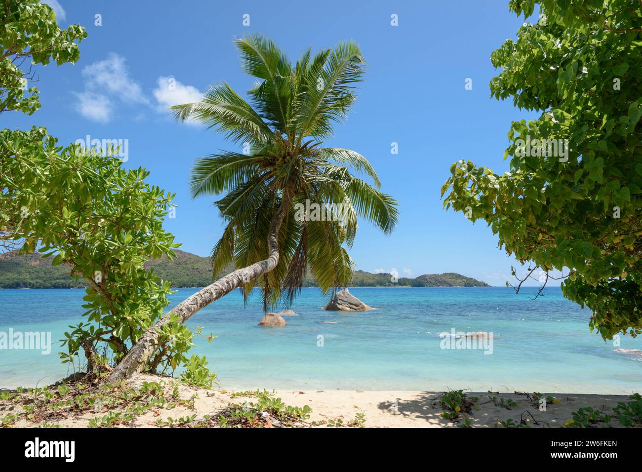 Palme am Strand von Anse Boudin, Praslin Island, Seychellen, Indischer Ozean Stockfoto