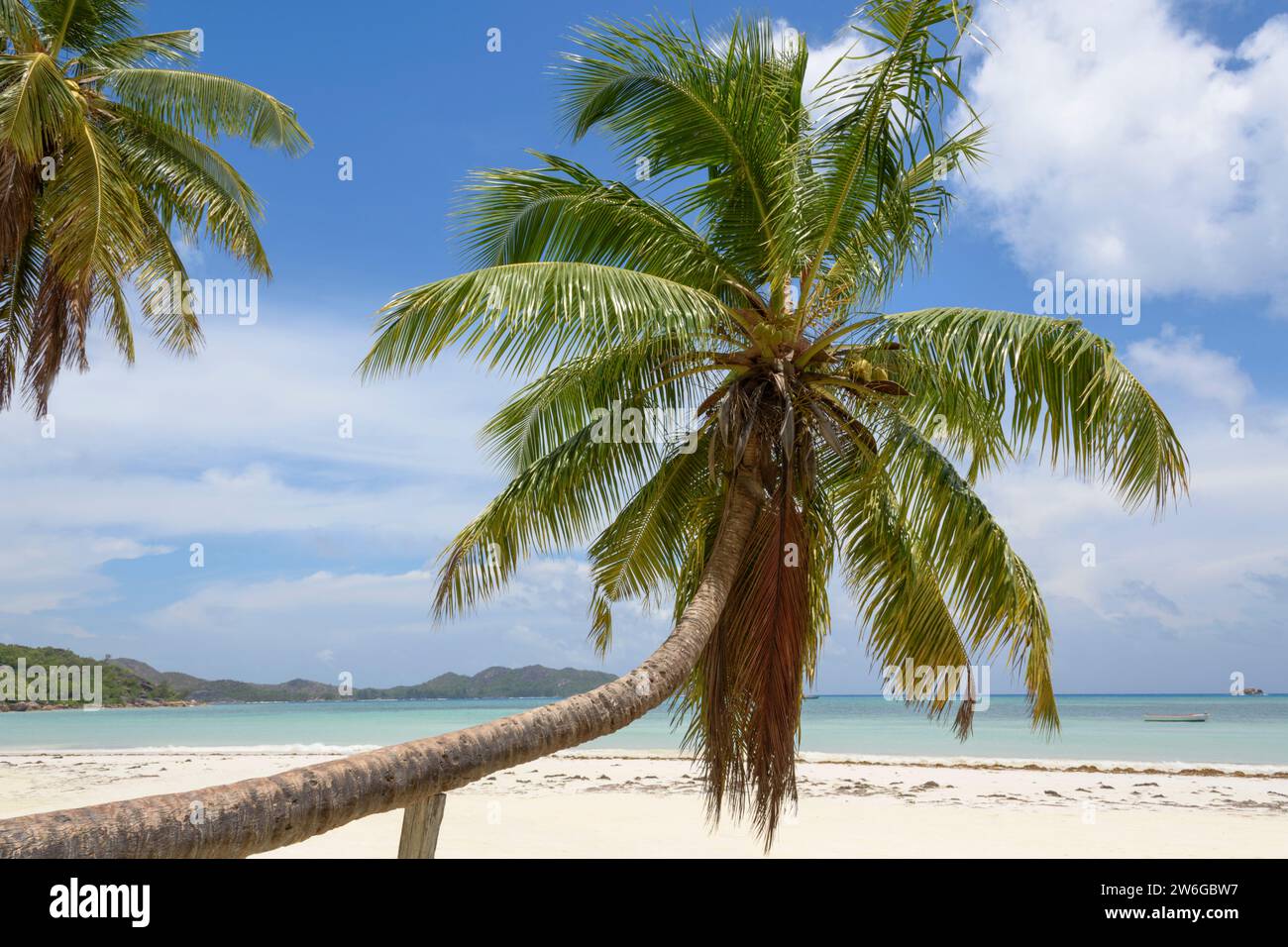 Kokospalme am Cote D'Or Beach, Anse Volbert Village, Praslin Island, Seychellen, Indischer Ozean Stockfoto