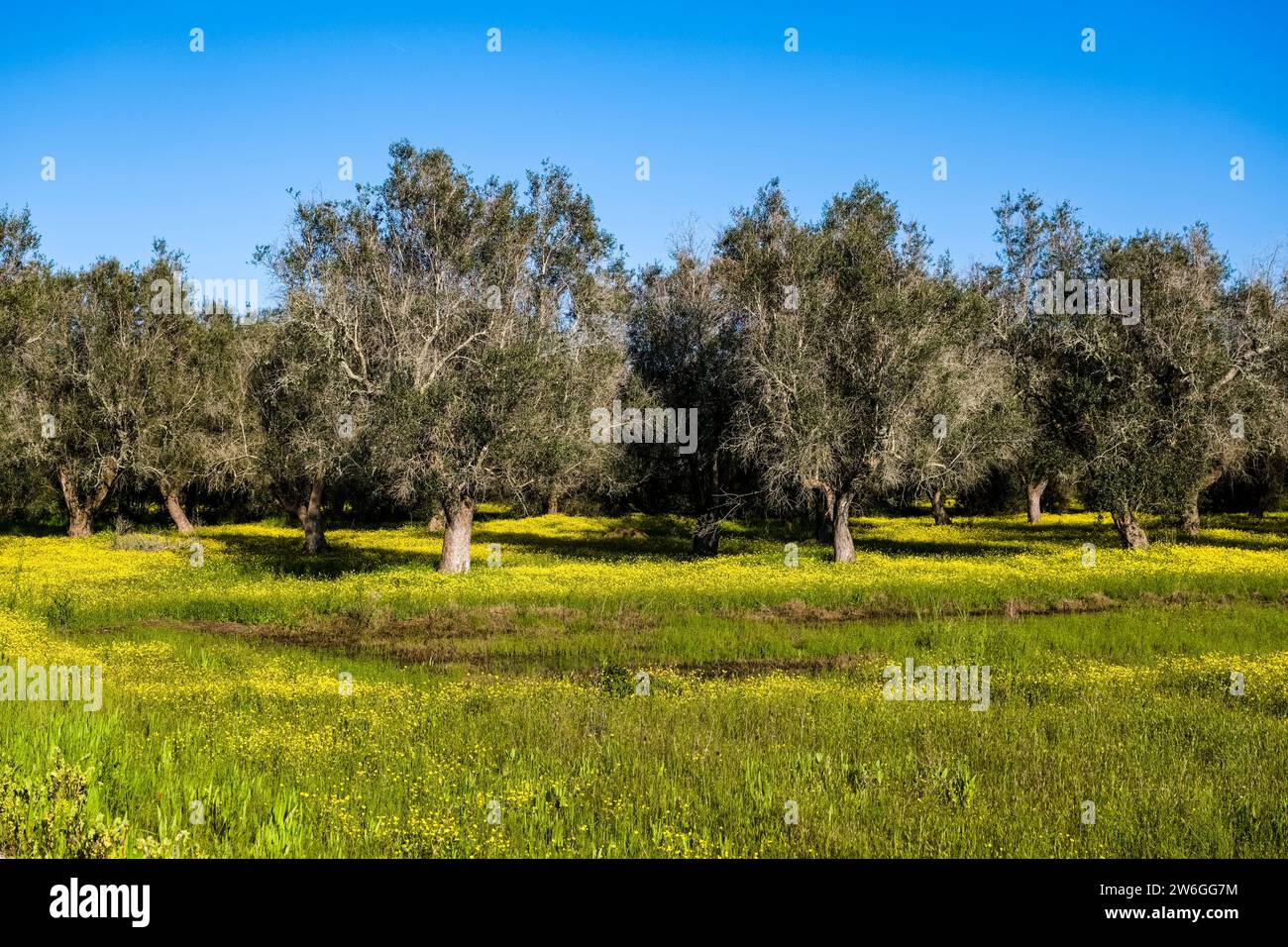 Olivenbäume in einem Obstgarten, umgeben von blühenden gelben Blumen. Stockfoto