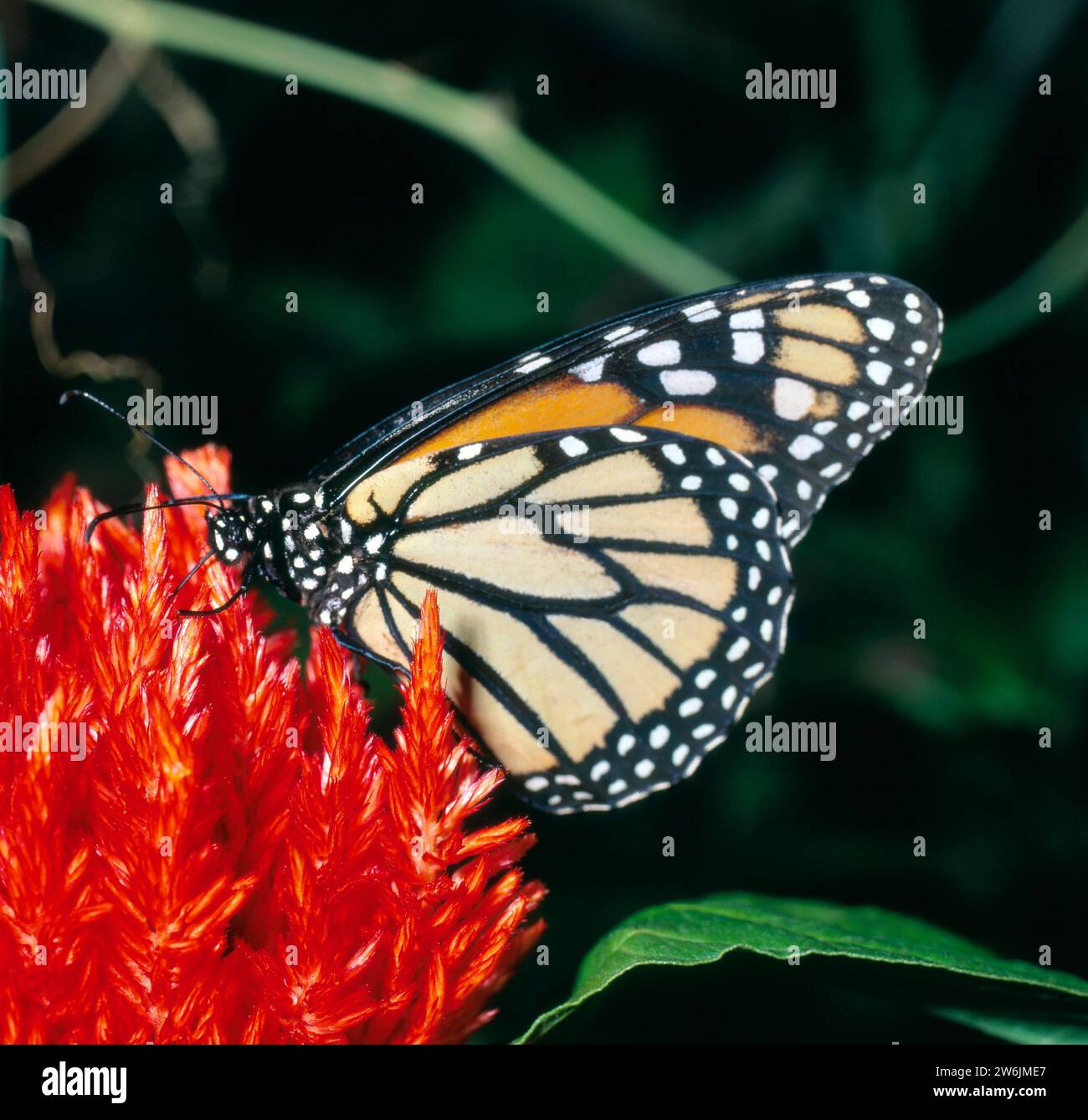 Monarchfalter saugt auf roter Bluete von Celosie oder Hahnenkamm Monarchfalter *** Monarchfalter ernährt sich von roten Blüten von Celosie oder Hahnenkamm Monarchfalter Stockfoto