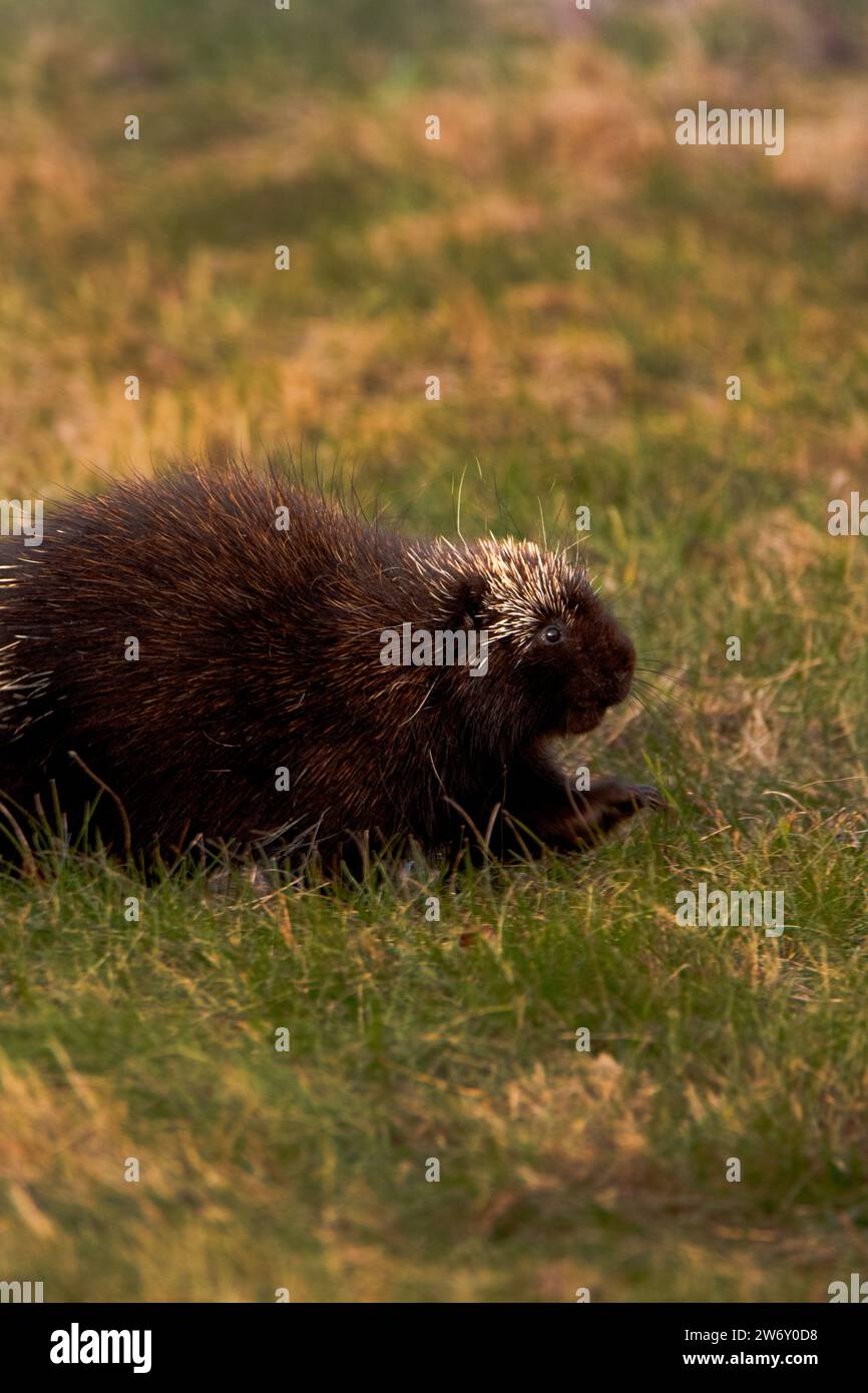 Nordamerikanisches Stachelschwein auf der Suche nach Nahrung auf einem Feld Stockfoto