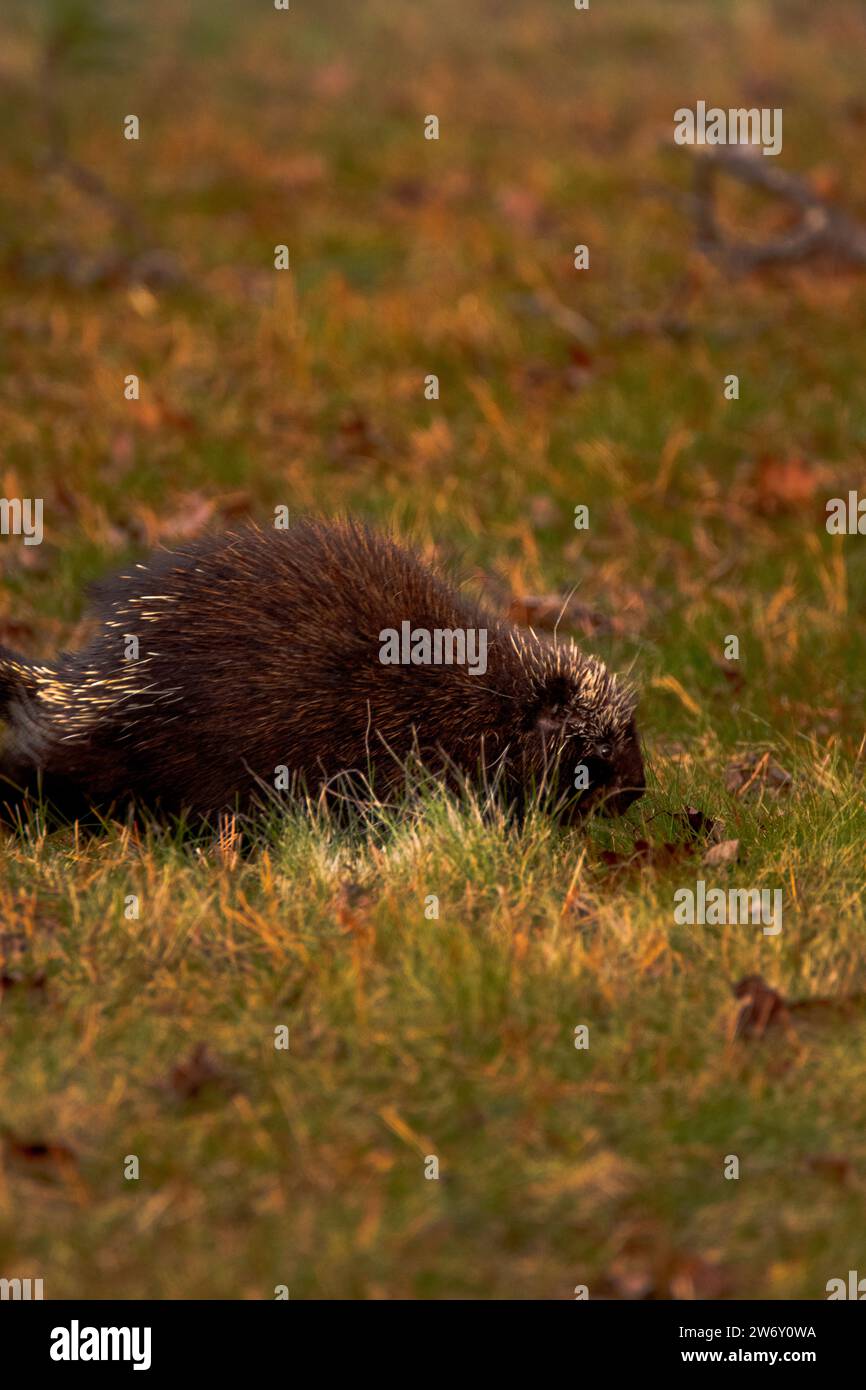 Nordamerikanisches Stachelschwein auf der Suche nach Nahrung auf einem Feld Stockfoto