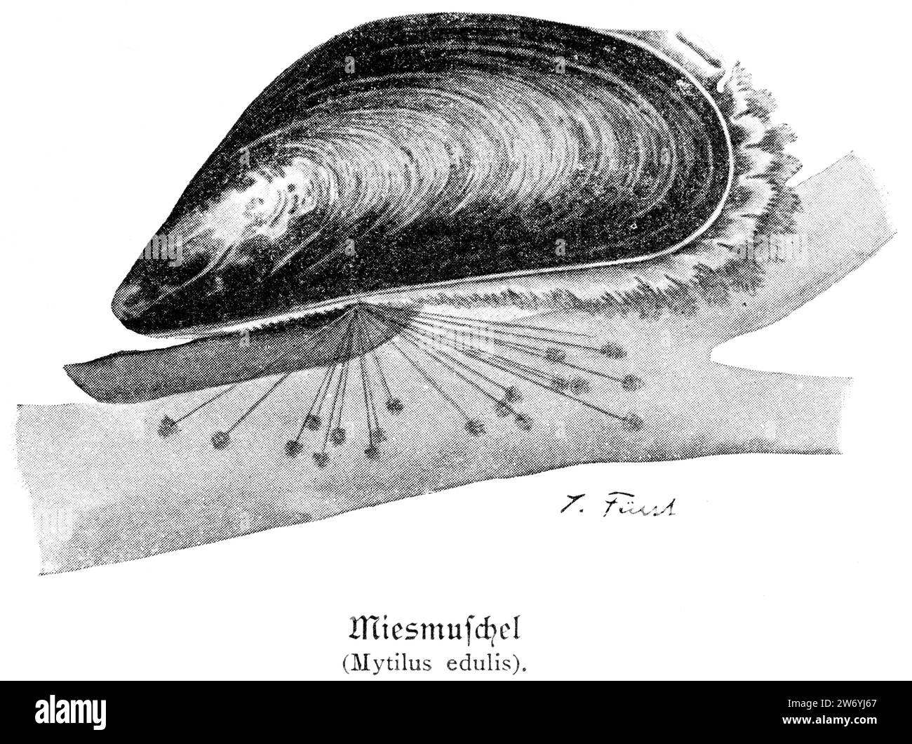 Miesmuschel (Mytius edulis) , Nordsee, Schleswig-Holstein, Deutschland, Stockfoto