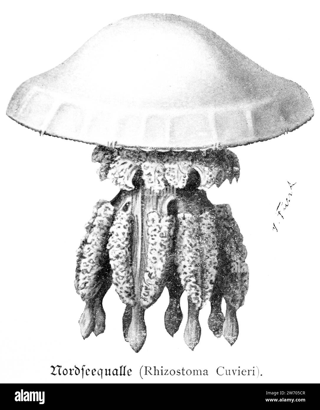 Nordseequallen (Rhizostoma cuvieri) oder Nordseequalle, Stockfoto