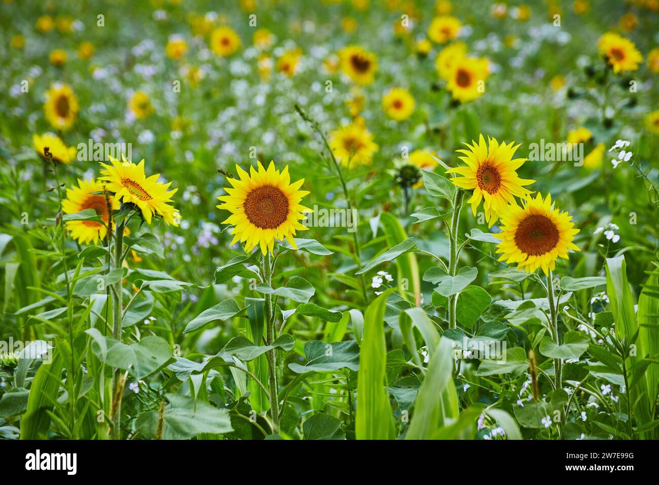 Lebendiges Sonnenblumenfeld in voller Blüte, Blick auf Augenhöhe Stockfoto