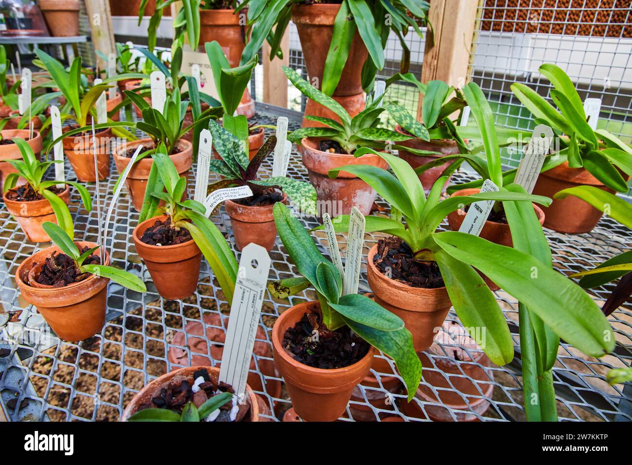 Orchideenvielfalt in Terrakotta-Töpfen auf Gewächshausregal Stockfoto