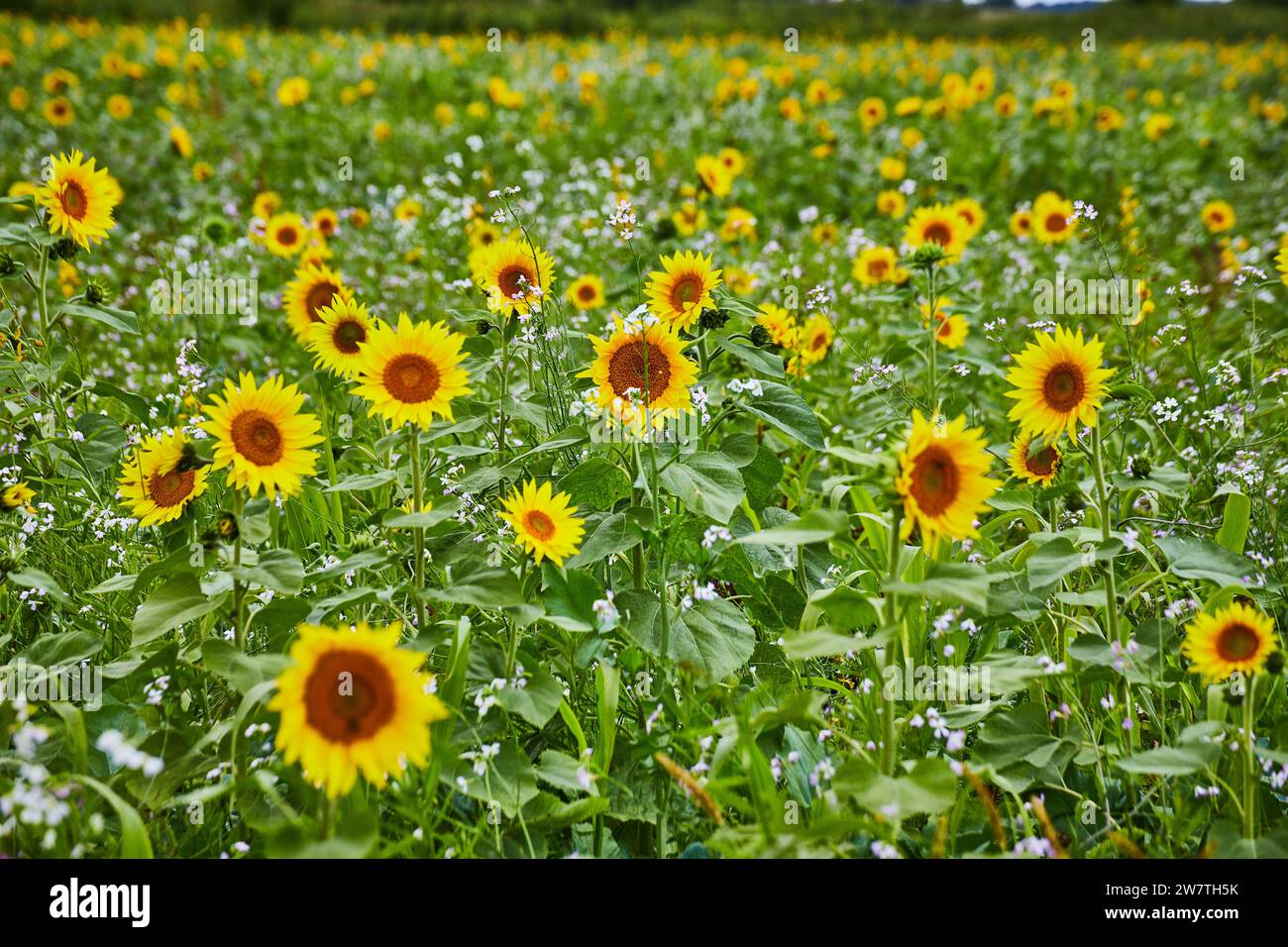 Sonnenblumen- und Wildblumenfeld in Bloom mit geringer Tiefe des Feldes Stockfoto