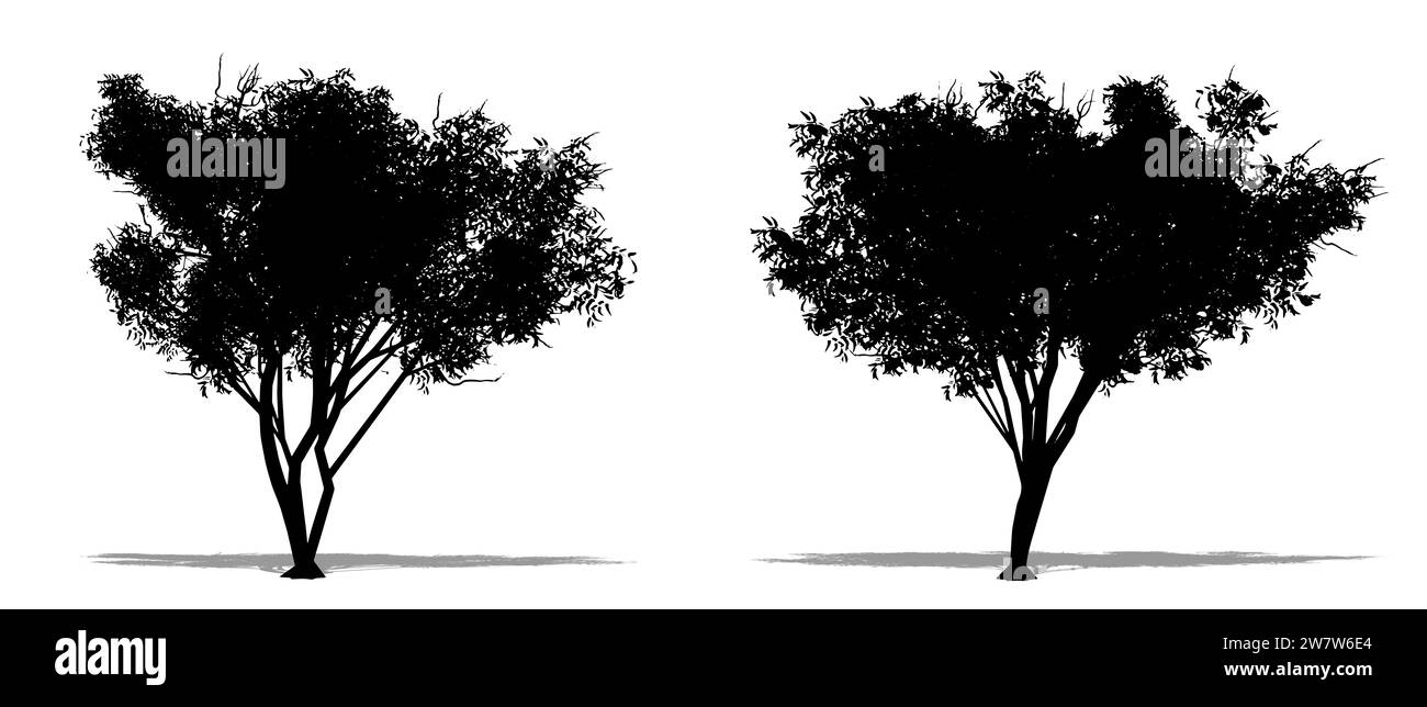 Set oder Sammlung von Gimlet Bäumen als schwarze Silhouette auf weißem Hintergrund. Konzept- oder konzeptionelle 3D-Illustration für Natur, Planet, Ökologie und Kontra Stockfoto