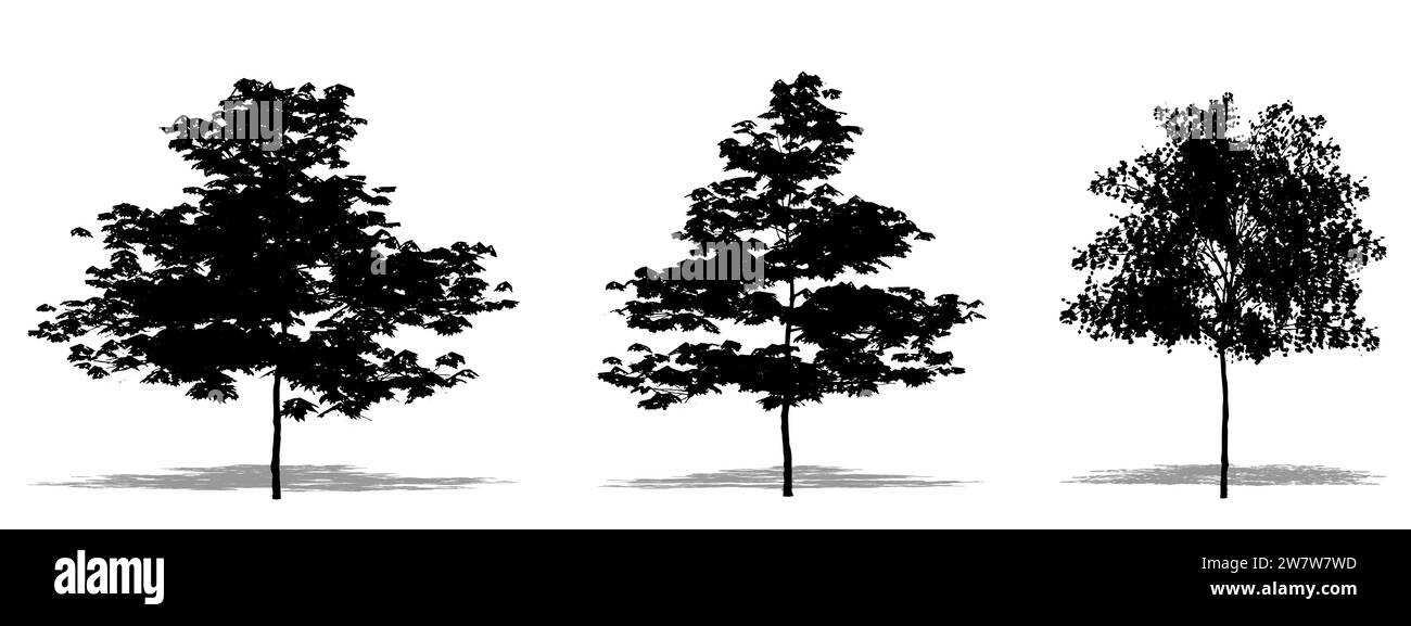 Setzen oder Sammeln von japanischen Ahornbäumen als schwarze Silhouette auf weißem Hintergrund. Konzept- oder konzeptionelle 3D-Illustration für Natur, Planet, Ökologie Stockfoto
