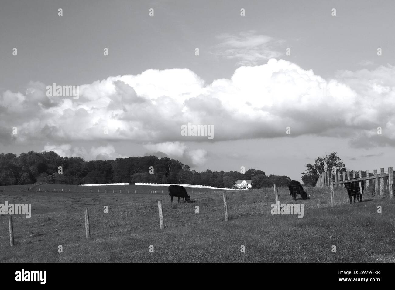 Sturm Nähert Sich Der Rinderfarm Stockfoto