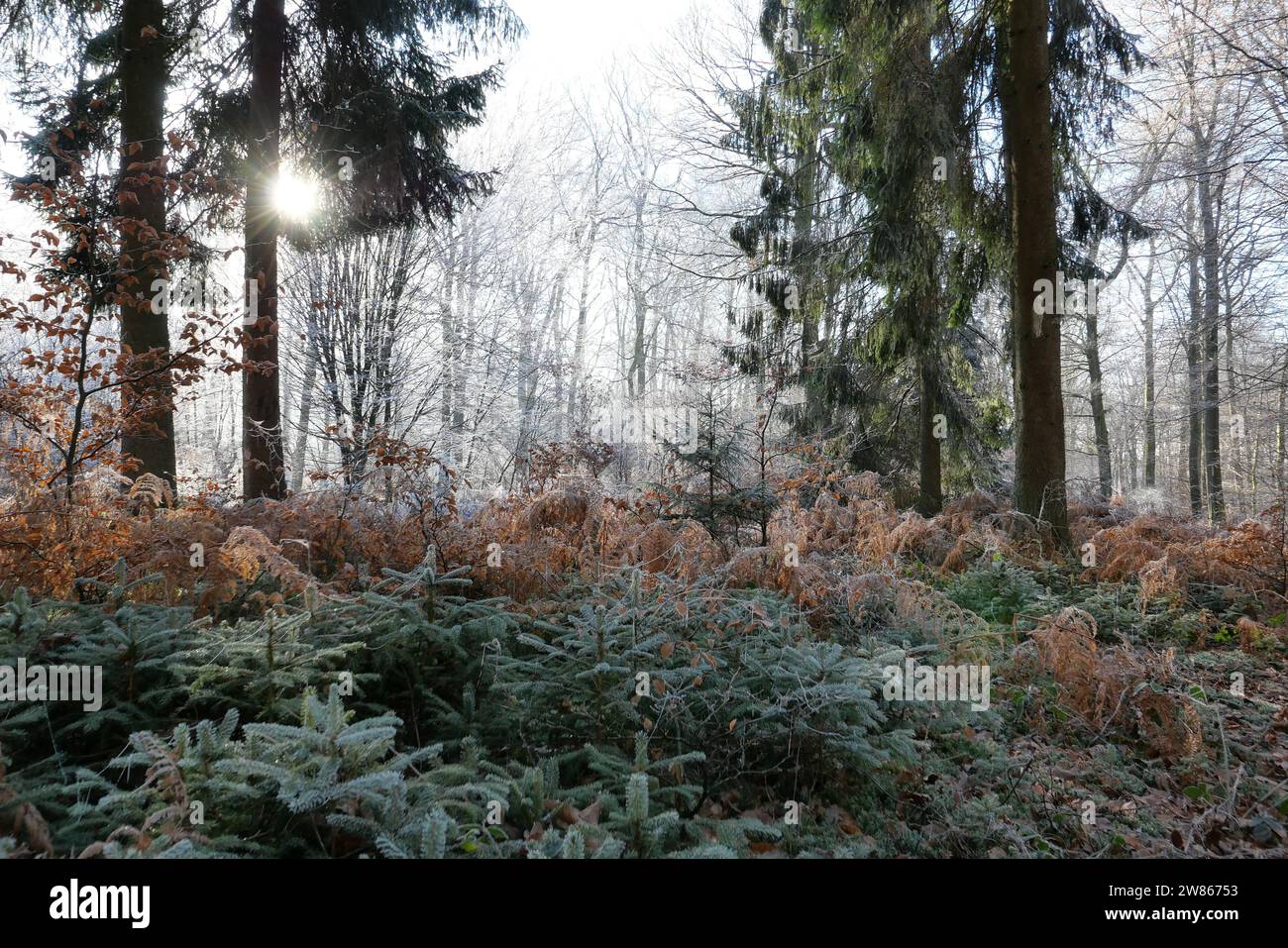 Frozen Morning - nördlich von Luxemburg Stockfoto