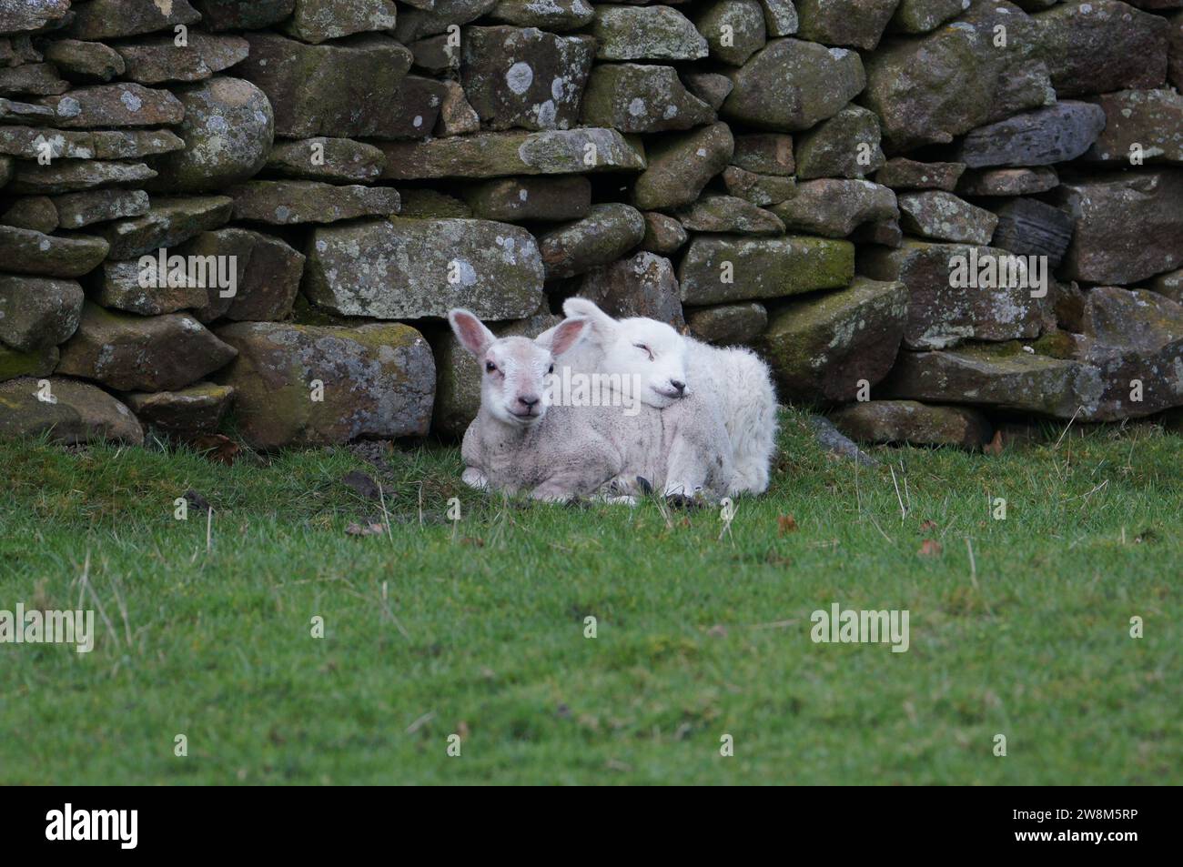 Lambs, die sich in The Fold kuscheln, Lothersdale, die Yorkshire Dales, North Yorkshire, England, UK Stockfoto