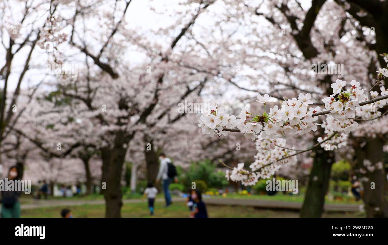 Das tägliche Leben in Japan Ist Ein Frühlingspark, in dem Kirschblüten blühen, in dem die Menschen kommen und gehen, um Kirschblüten zu sehen. Stockfoto