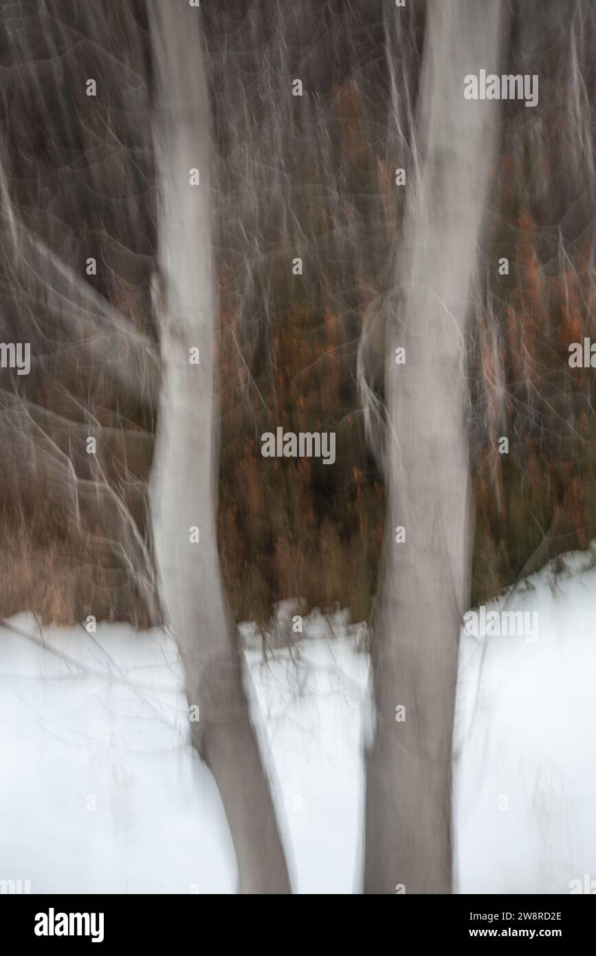 Abstrakte Bilder der Waldlandschaft im Winter. Malerische Bilder werden mit vertikaler oder horizontaler Kamerabewegung während der Belichtung erstellt. Stockfoto