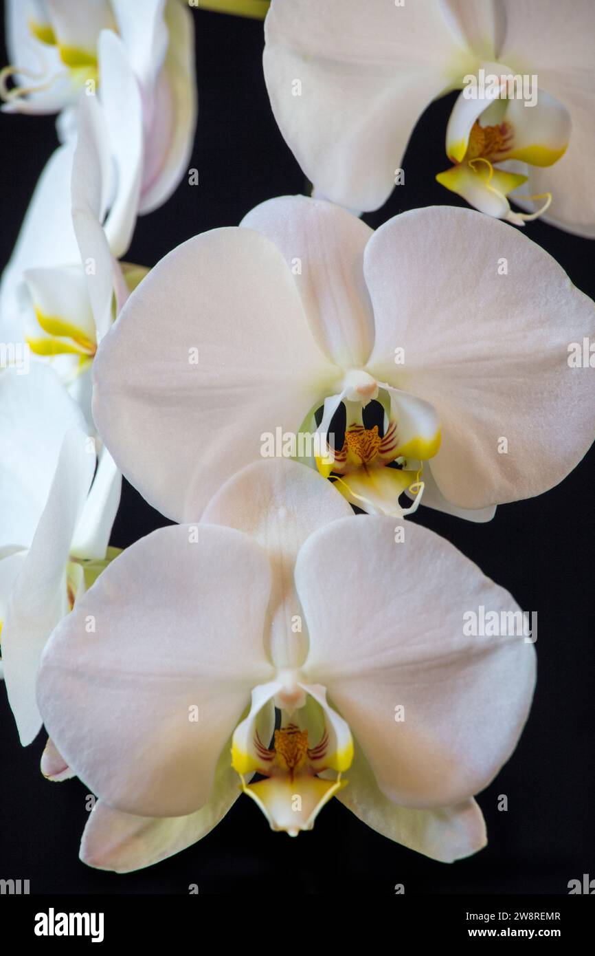 Weiße Phalaenopsis Orchidee in voller Blüte Stockfoto