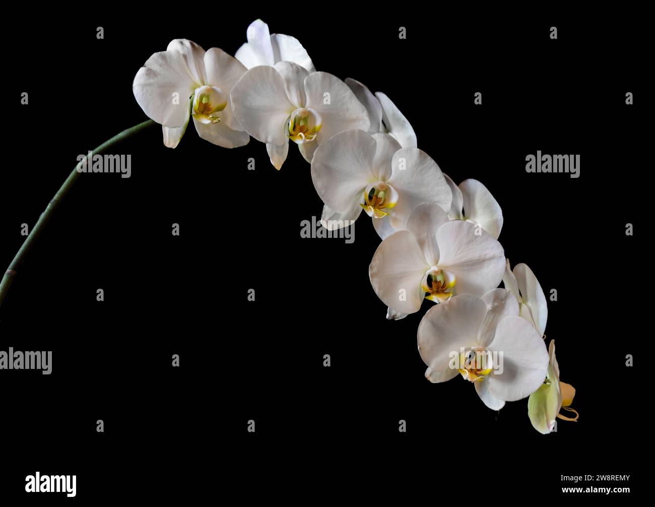 Weiße Phalaenopsis Orchidee in voller Blüte Stockfoto