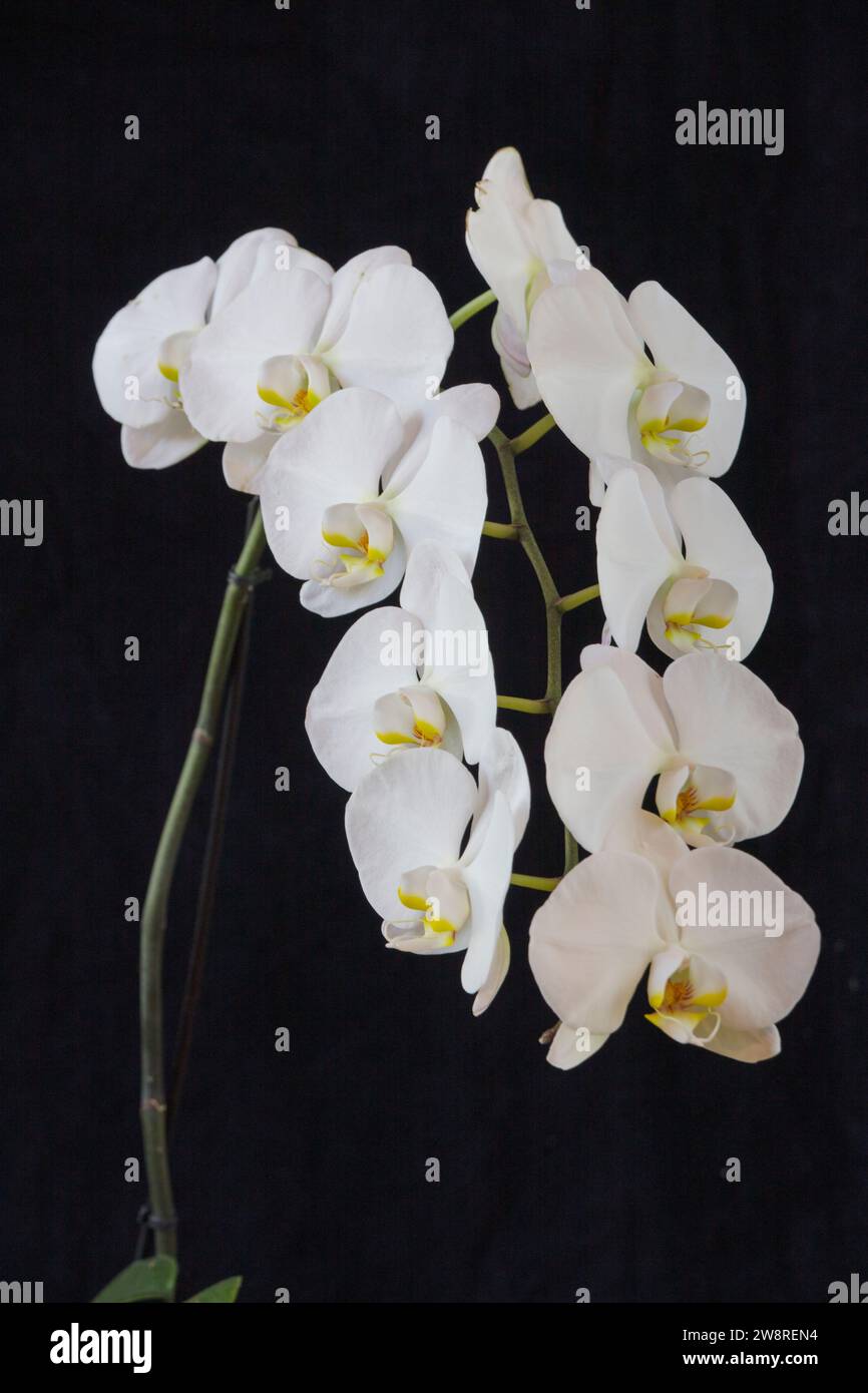 Weiße Phalaenopsis Orchidee in voller Blüte Stockfoto