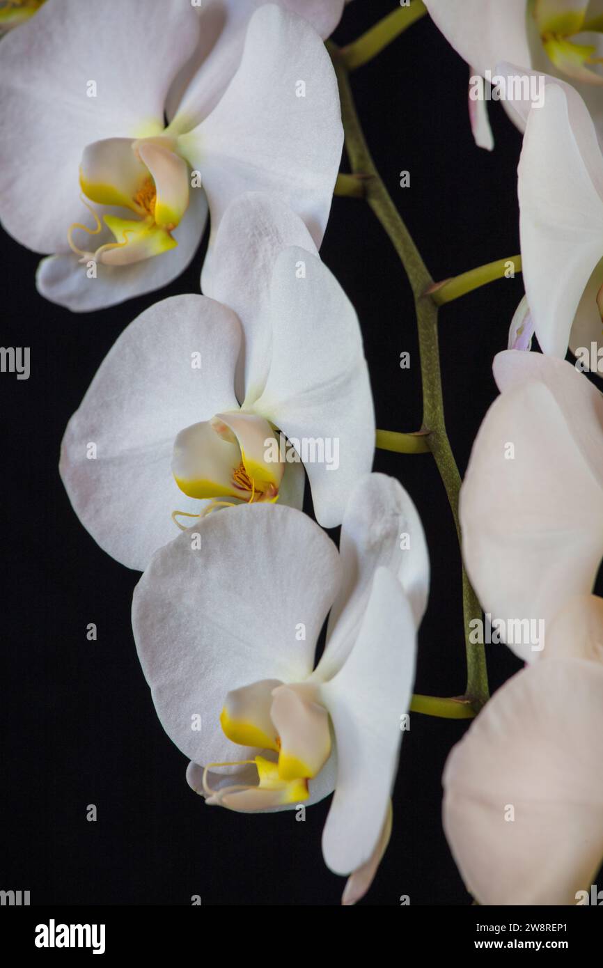 Weiße Phalaenopsis Orchidee in voller Blüte Stockfoto
