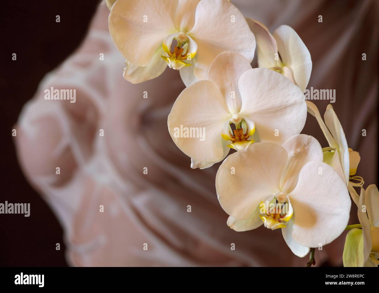 Weiße Phalaenopsis-Orchidee in voller Blüte mit Fugure-Untersuchung als Hintergrund Stockfoto