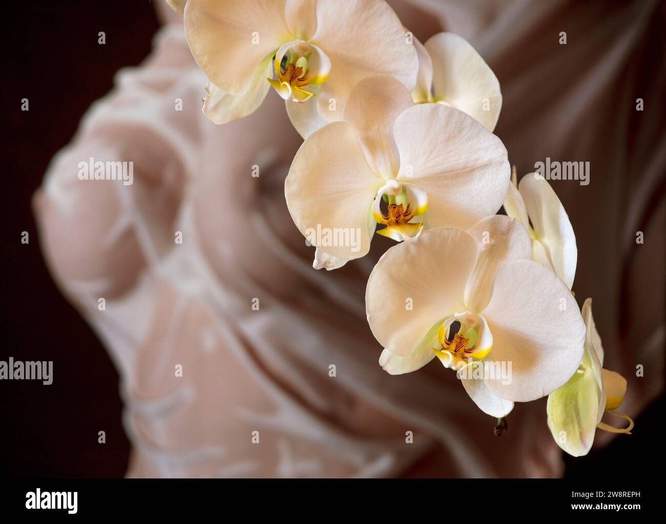 Weiße Phalaenopsis-Orchidee in voller Blüte mit Fugure-Untersuchung als Hintergrund Stockfoto