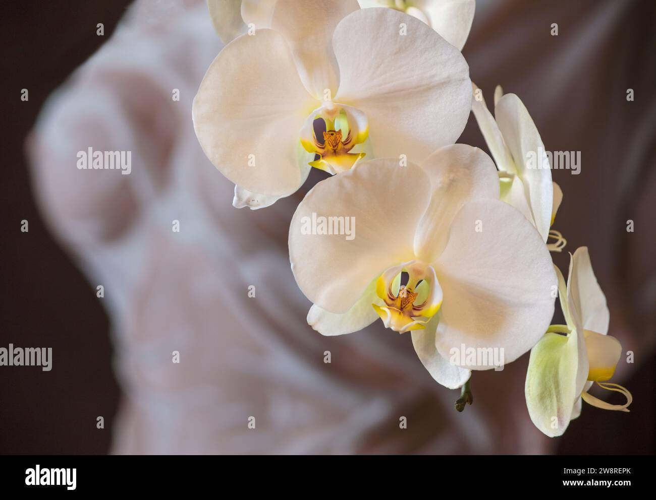 Weiße Phalaenopsis-Orchidee in voller Blüte mit Fugure-Untersuchung als Hintergrund Stockfoto