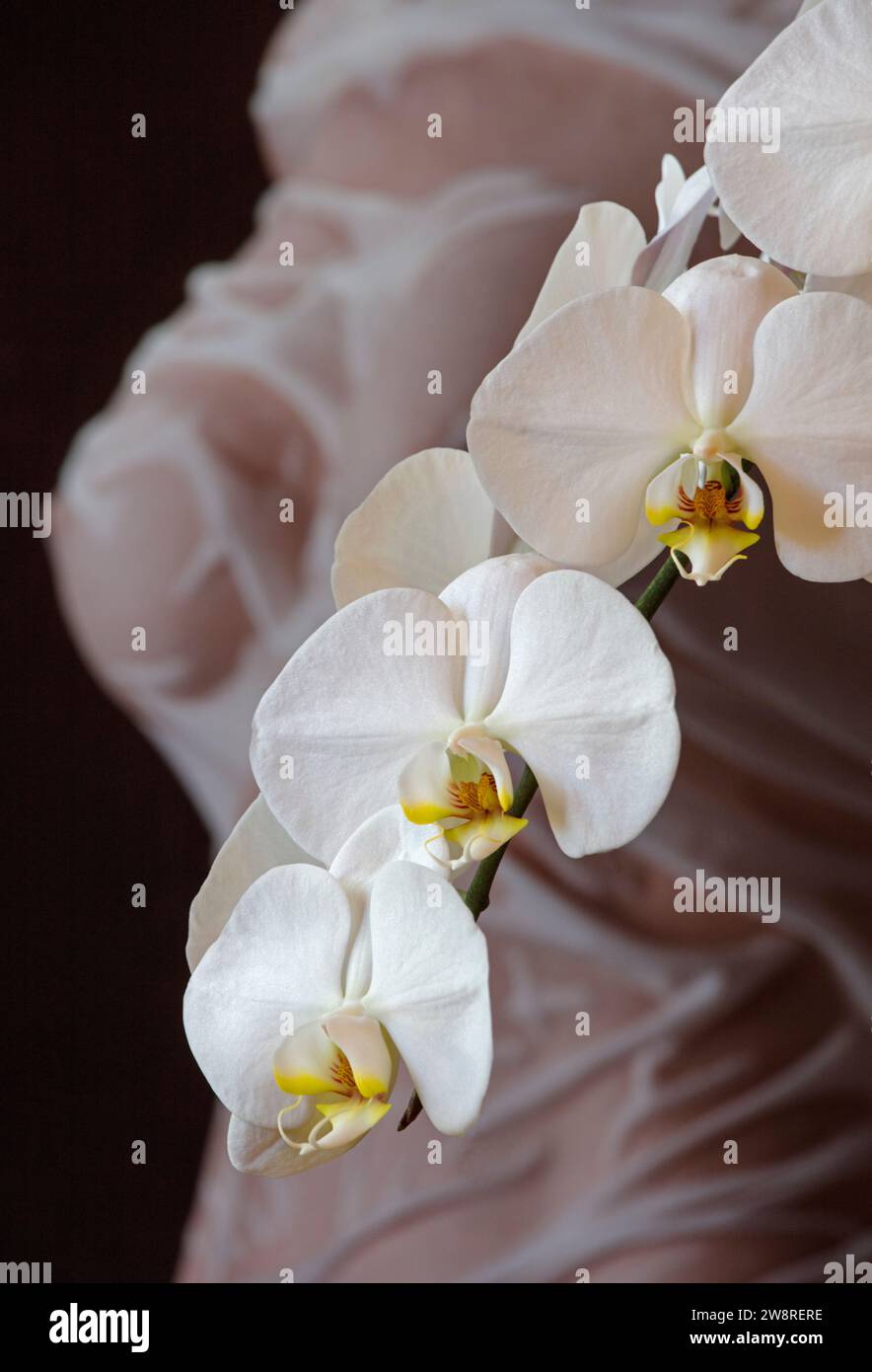 Weiße Phalaenopsis-Orchidee in voller Blüte mit Fugure-Untersuchung als Hintergrund Stockfoto