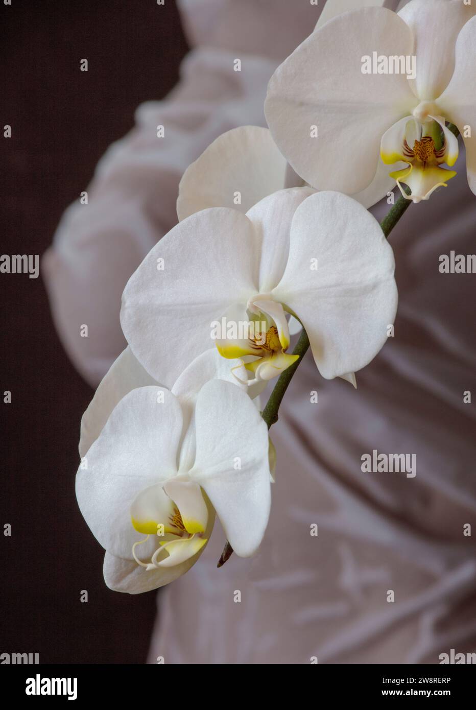 Weiße Phalaenopsis-Orchidee in voller Blüte mit Fugure-Untersuchung als Hintergrund Stockfoto