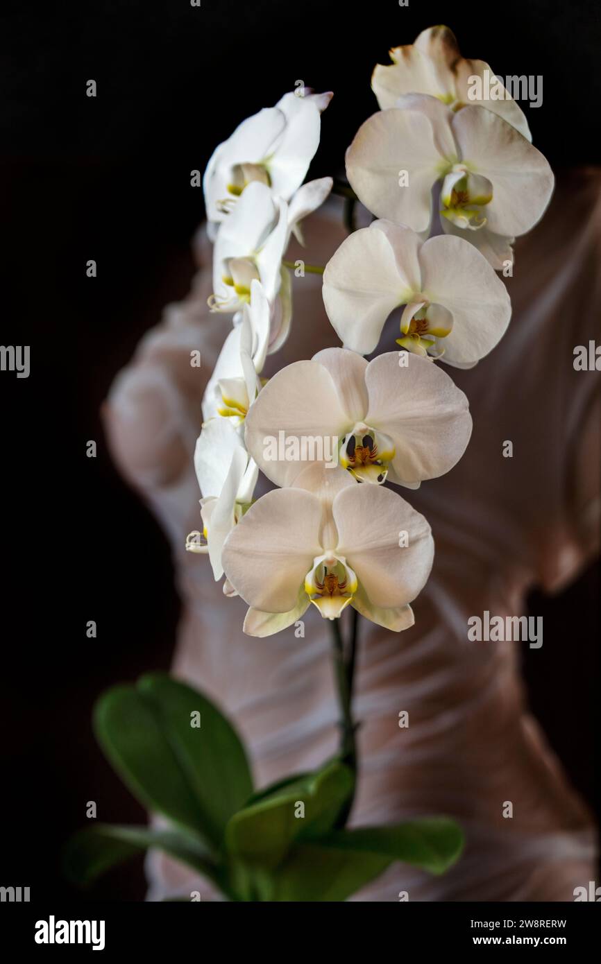 Weiße Phalaenopsis-Orchidee in voller Blüte mit Fugure-Untersuchung als Hintergrund Stockfoto