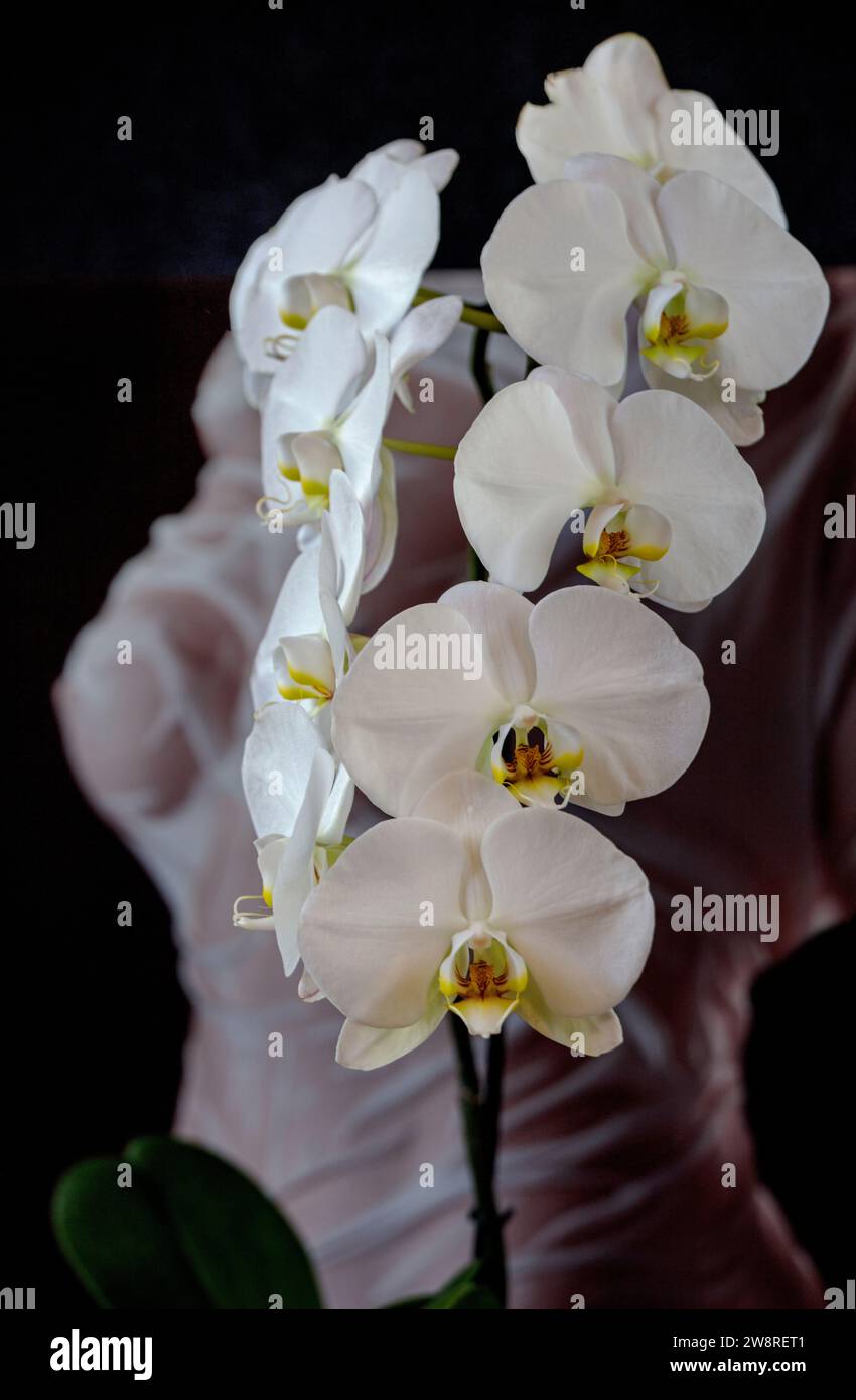 Weiße Phalaenopsis-Orchidee in voller Blüte mit Fugure-Untersuchung als Hintergrund Stockfoto