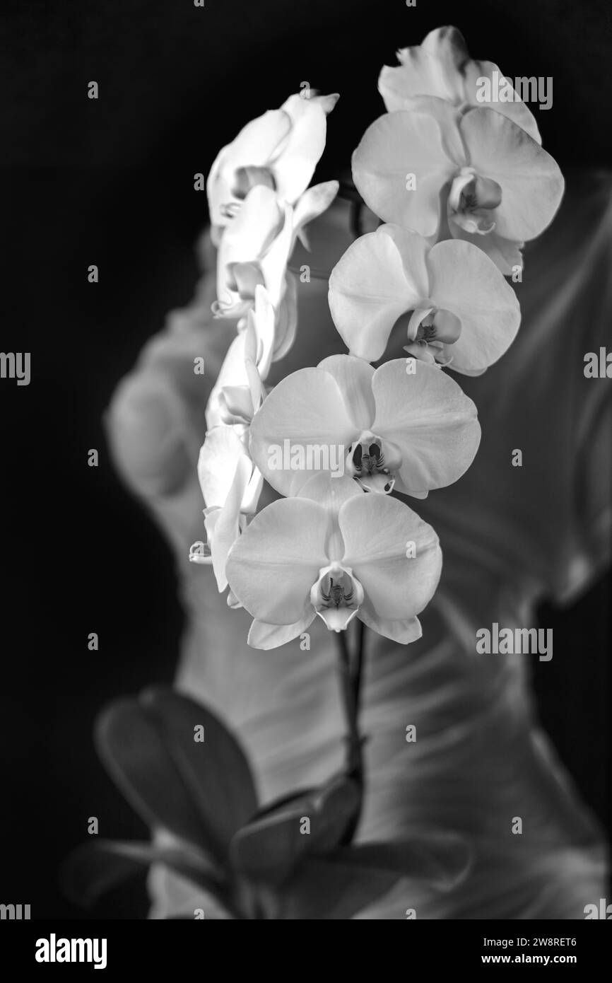 Weiße Phalaenopsis-Orchidee in voller Blüte mit Fugure-Untersuchung als Hintergrund Stockfoto