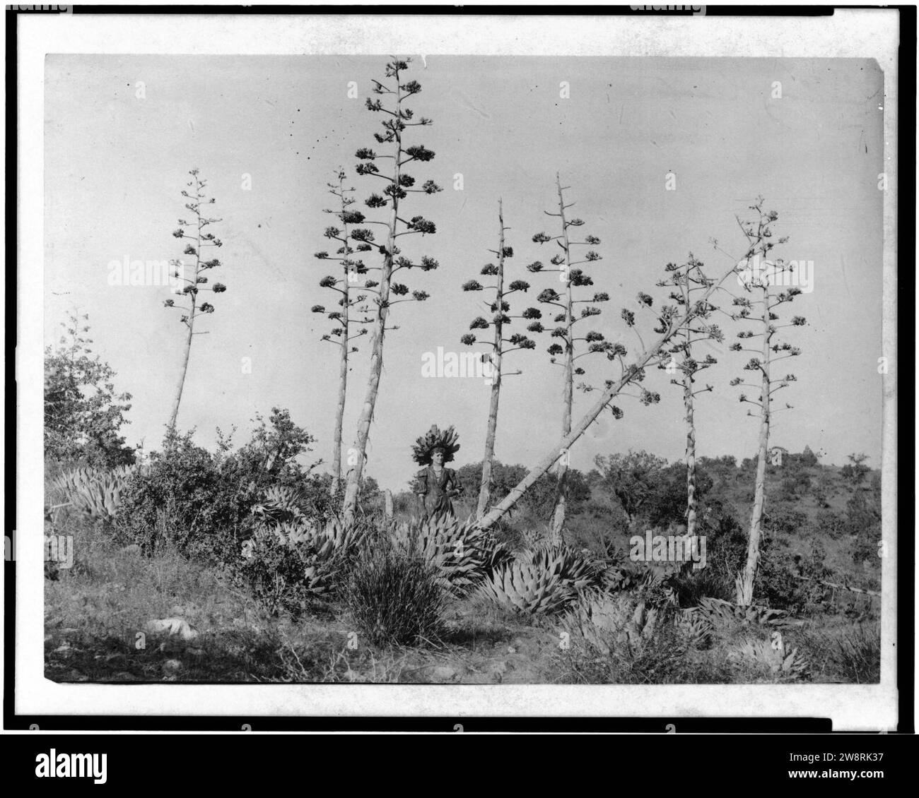 Frau unter Century Pflanzen im südöstlichen Arizona Stockfoto