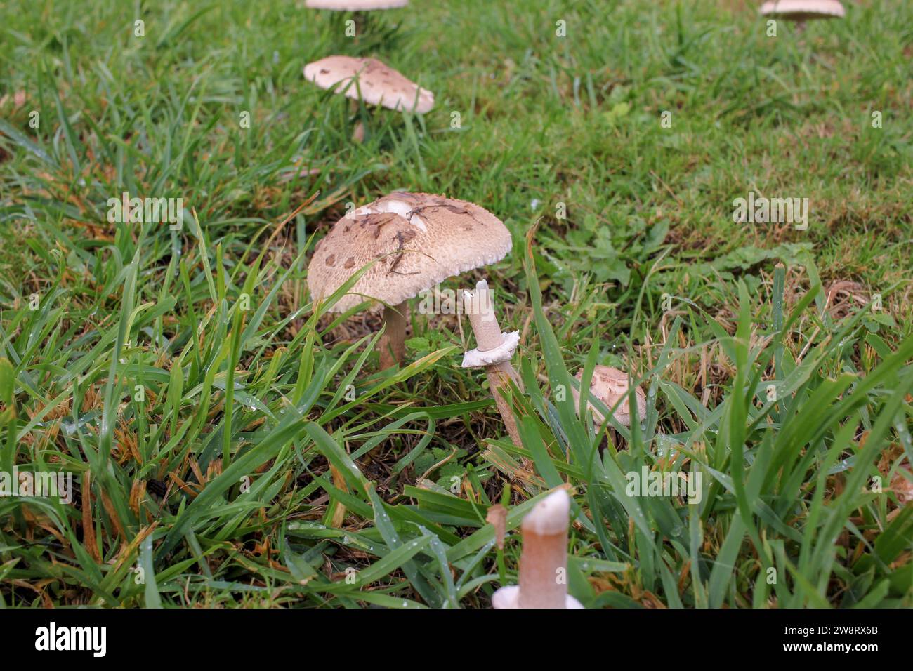 Mehrere Pilze erscheinen nach Regen auf einem Feld in Galcia, Spanien Stockfoto