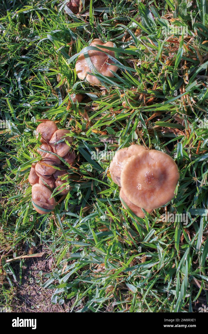 Pilze, die auf einem Feld nach mehreren Tagen Regen gefunden wurden Stockfoto