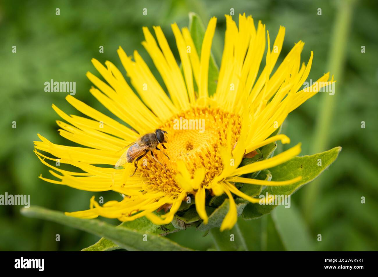 Elekampanblüte (Inula helenium) wird von einer Schwebefliege bestäubt Stockfoto
