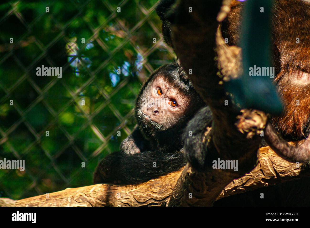 Haubenkapuchin, Sapajus robustus Stockfoto