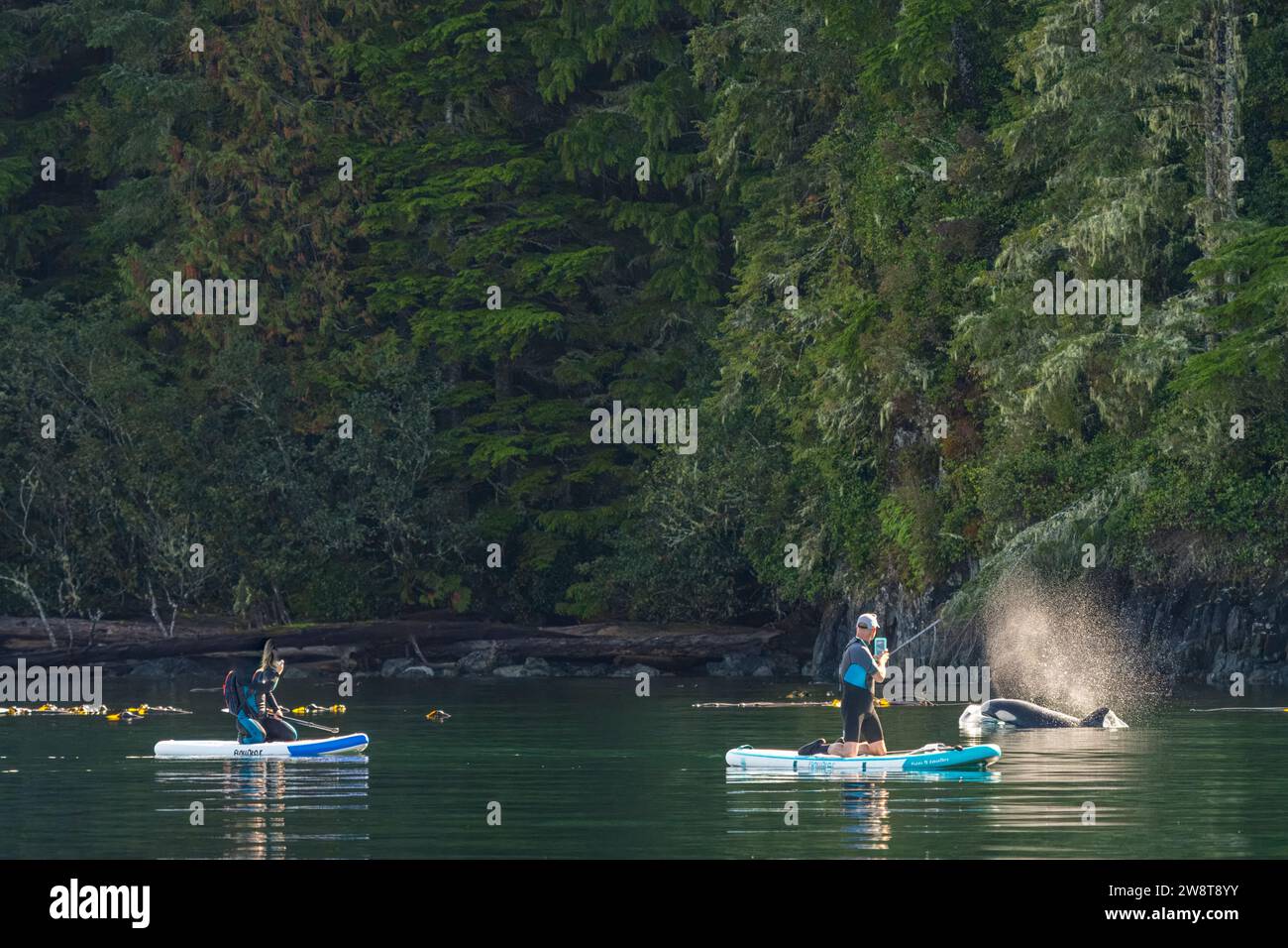 Zwei glückliche Paddelboarder, die an einer Orca in der Johnstrait Strait in der Nähe der Telegraph Cove vor Vancouver Island im First Nations Territory, TR, vorbeikommen Stockfoto