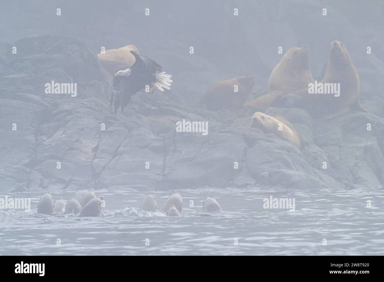Weißkopfseeadler fischen an einem sehr nebeligen Tag entlang der Seelöwen in der Waynton Passage vor Vancouver Island, dem Territorium der First Nations, traditionelles Territor Stockfoto