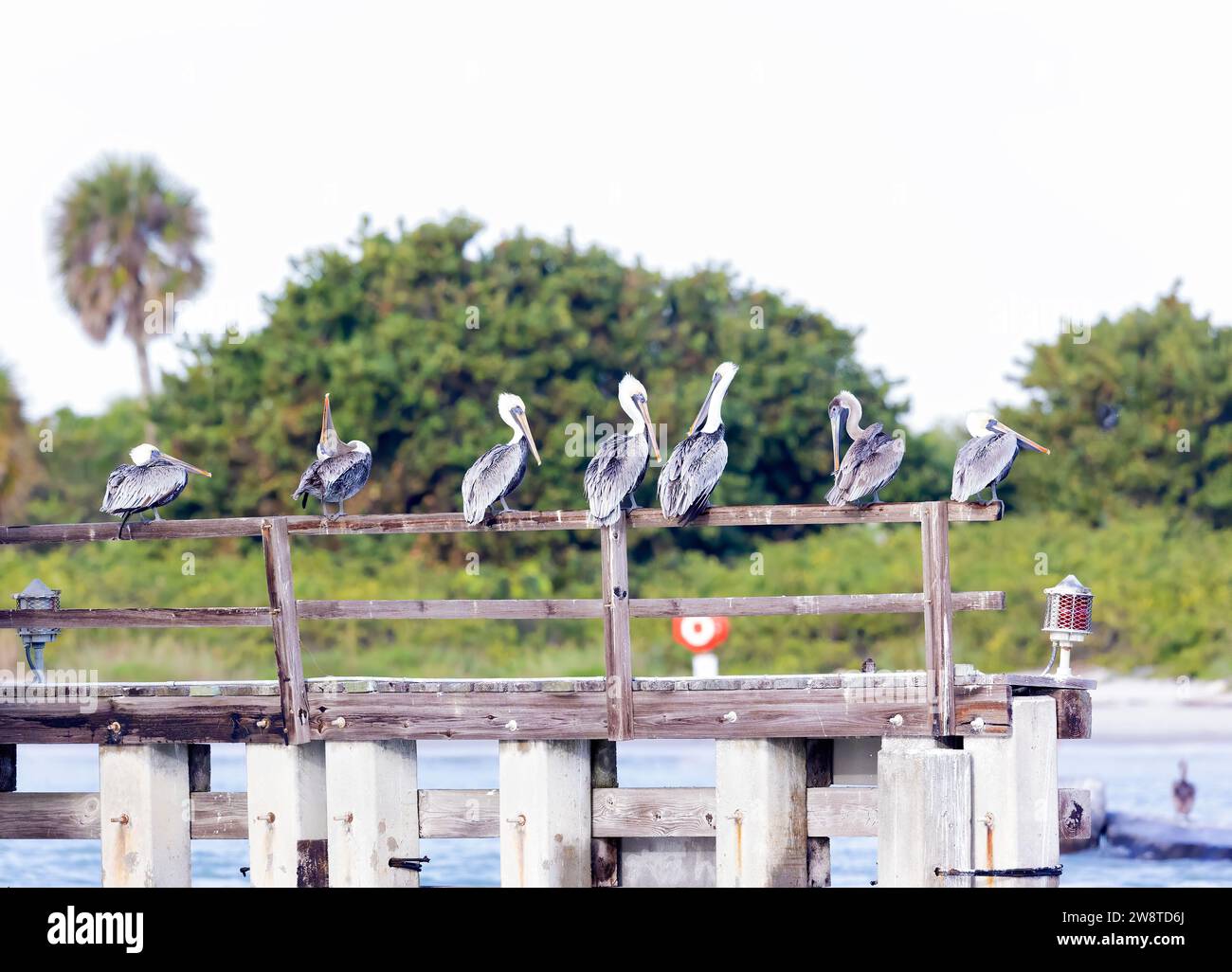 Braune Pelikane auf dem Pier Stockfoto