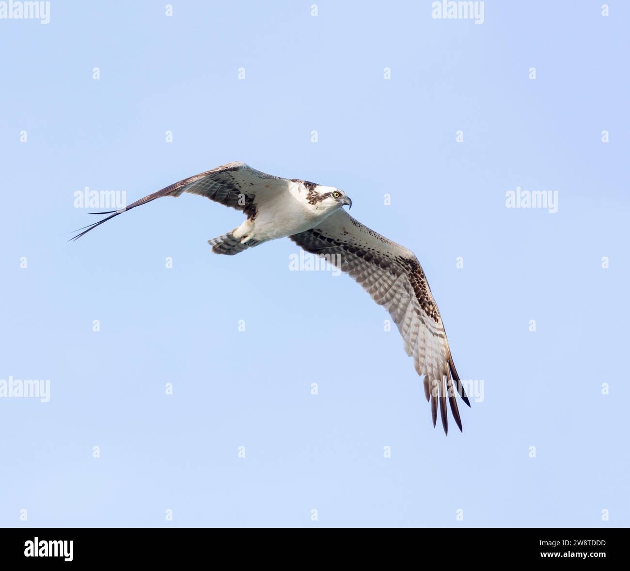 Osprey in Flug Wings down Stockfoto