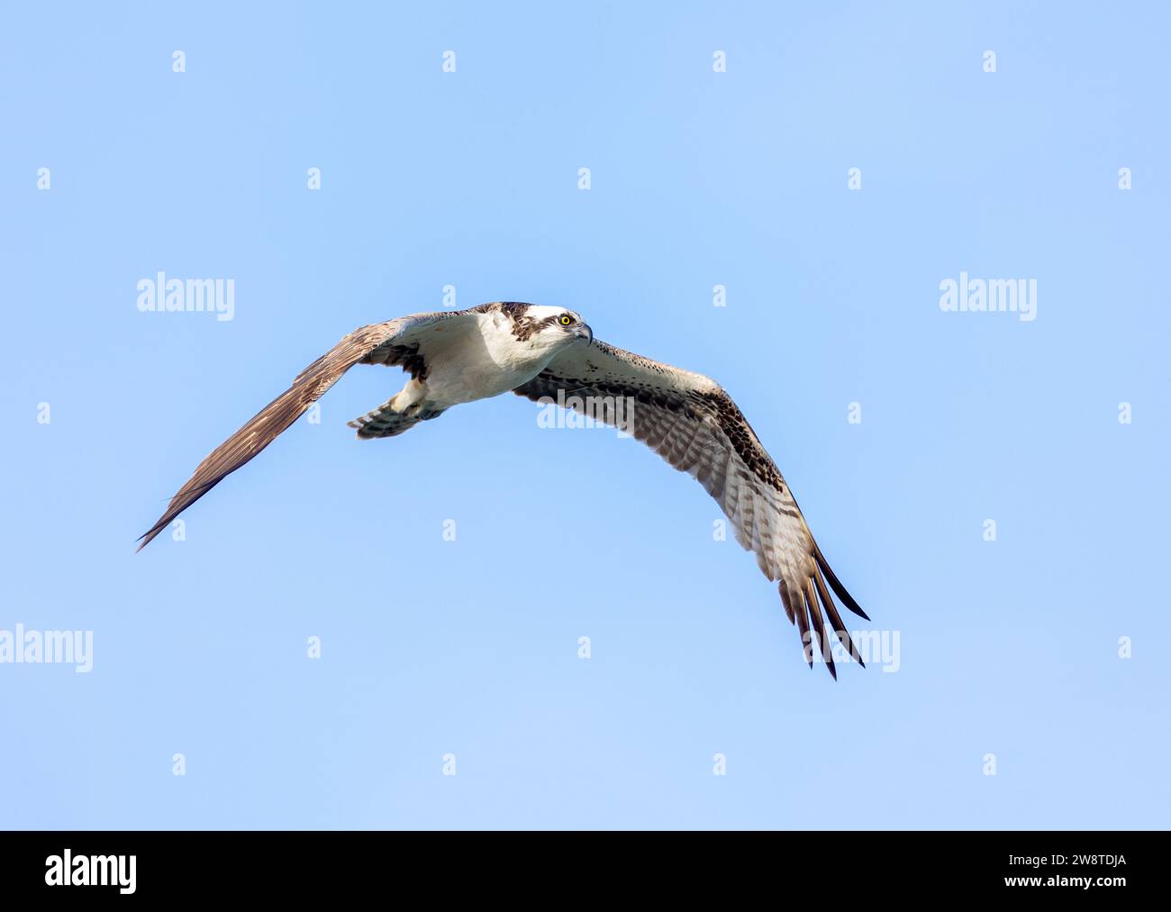 Fischadler im Flug Stockfoto