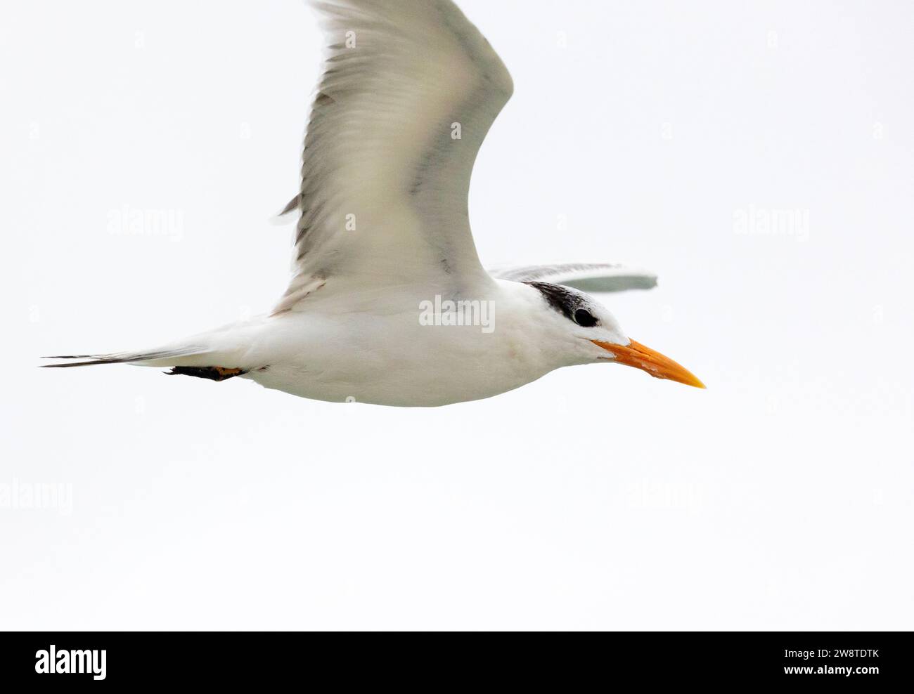Royal Tern im Flug Extreme Großaufnahme Stockfoto