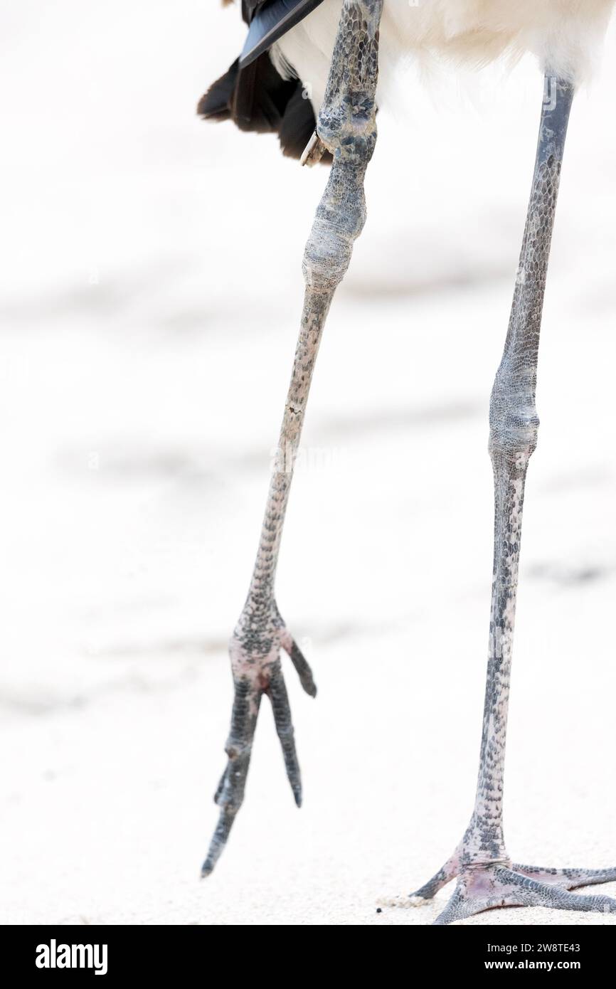 Holzstorch mit einem gebrochenen Bein Stockfoto