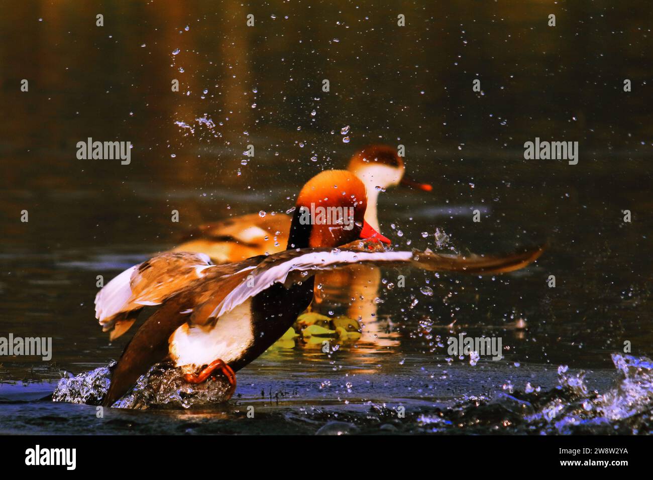 Eine Schar wunderschöner Tauchenenten-Rotkäppchen (netta rufina), Zugvögel im Chupir-Saibling oder Purbasthali-Vogelschutzgebiet in westbengalen, indien Stockfoto