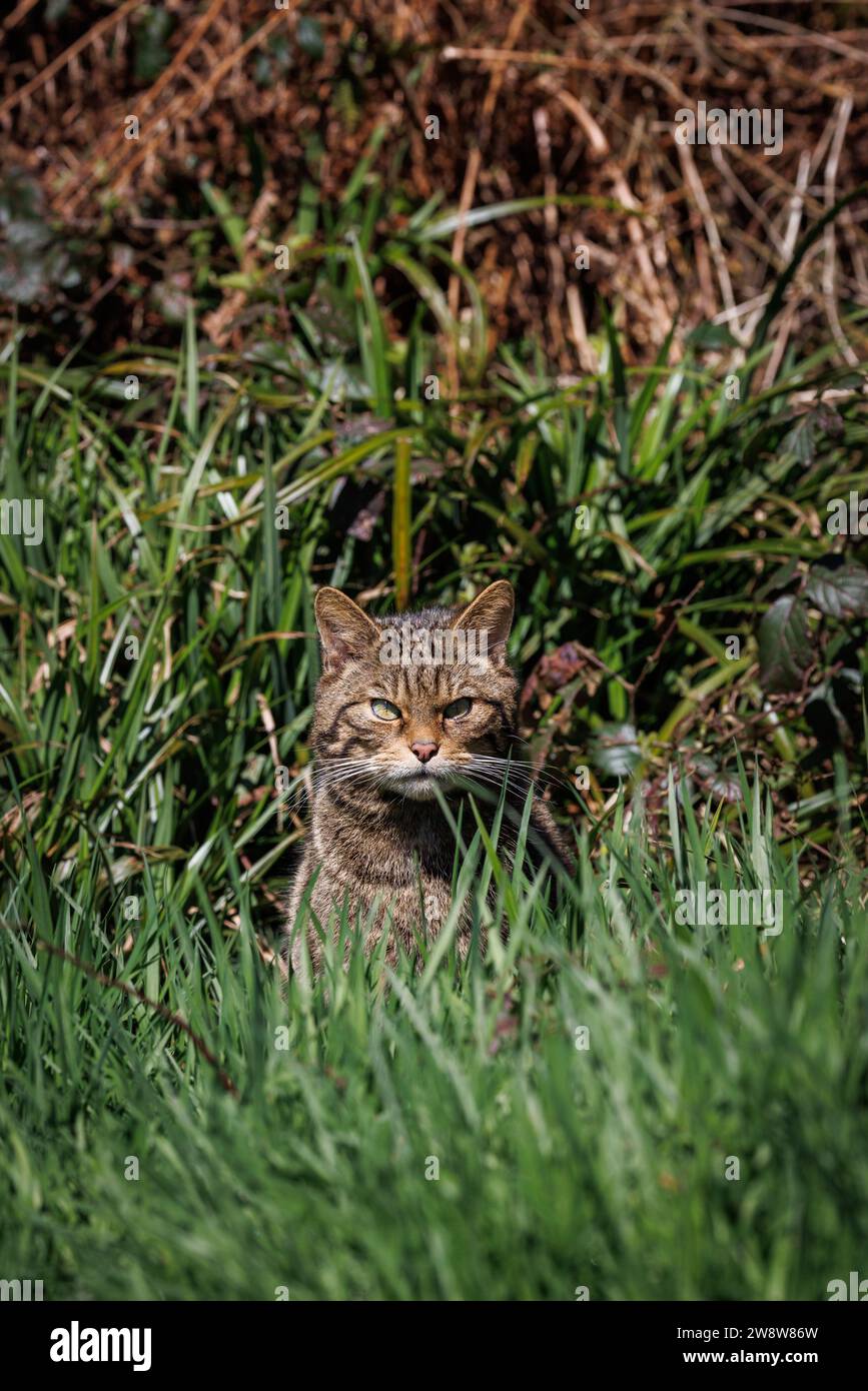 Schottische Wildkatze [ Felis silvestris ] Gefangenschaft im Westcountry Wildlife Photography Centre in Devon Stockfoto