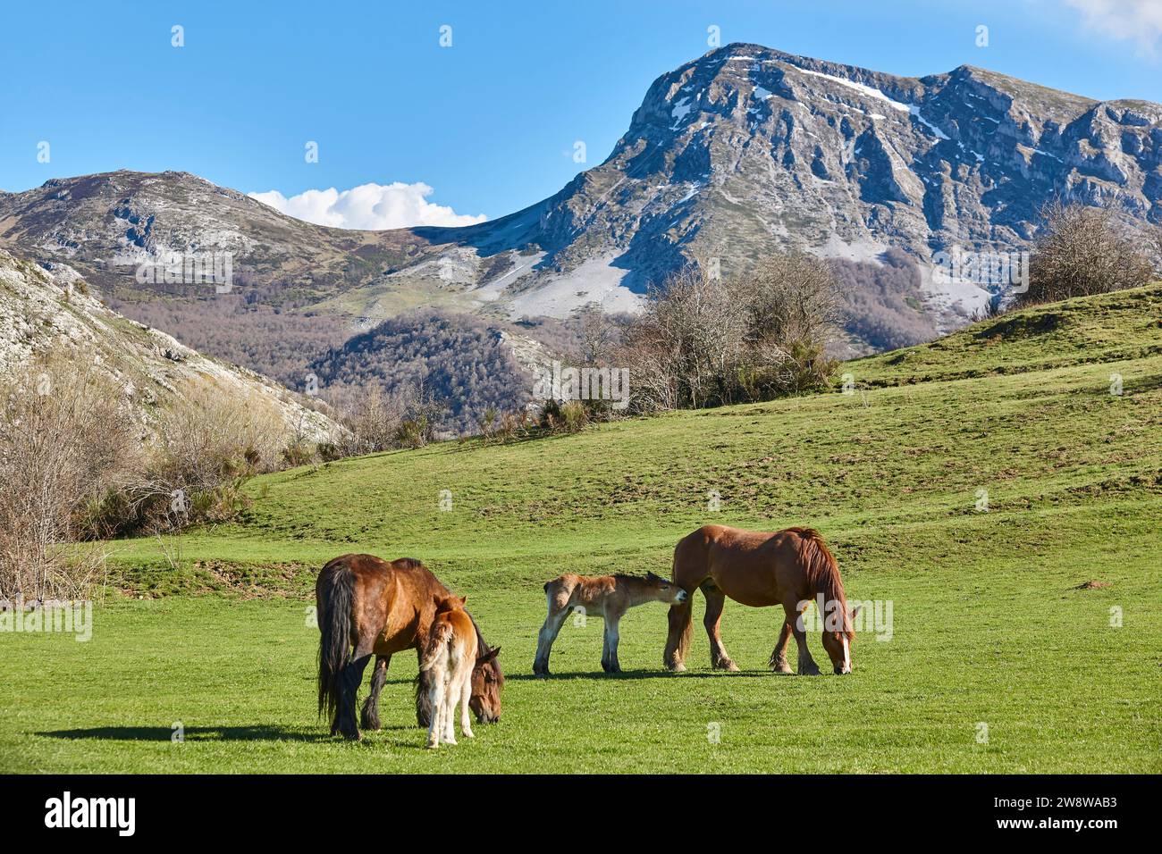 Mare-Pferd mit Fohlen in einem grünen Tal. Neugeborenes Stockfoto